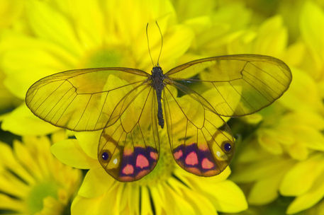 Üvegszárnyú pillangó - Citherias merolina